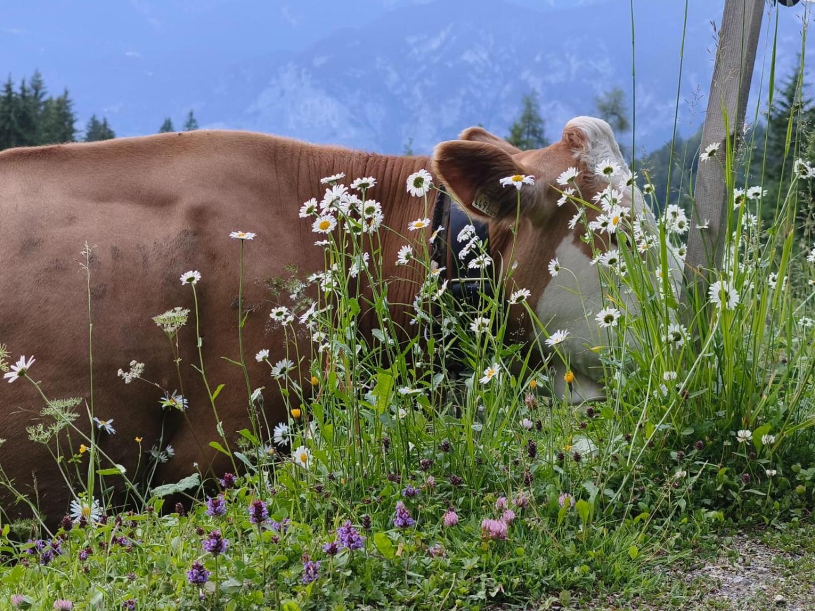 Ferienwohnung Goetzner Auszeit Innsbruck Zewnętrze zdjęcie
