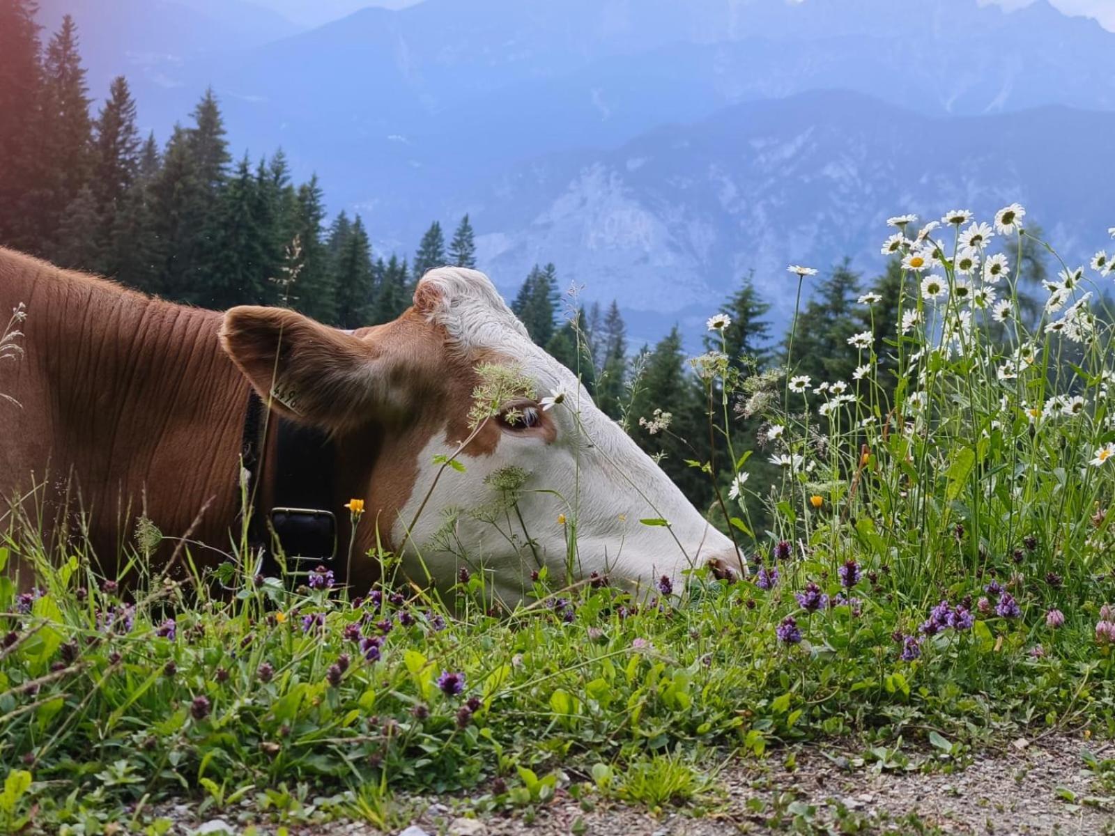 Ferienwohnung Goetzner Auszeit Innsbruck Zewnętrze zdjęcie